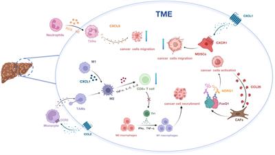 New perspectives on chemokines in hepatocellular carcinoma therapy: a critical pathway for natural products regulation of the tumor microenvironment